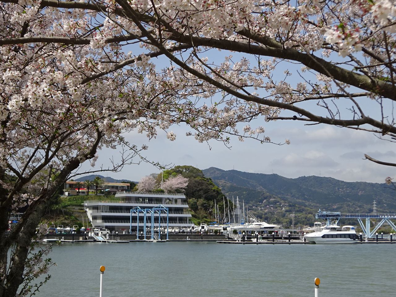 🌸桜開花情報🌸