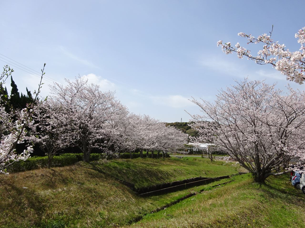 🌸桜開花情報🌸