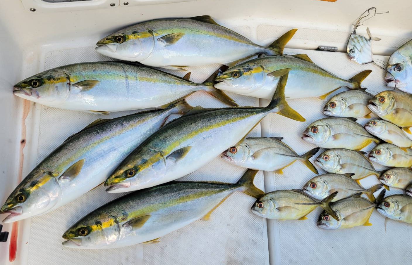 11月2週の釣果情報