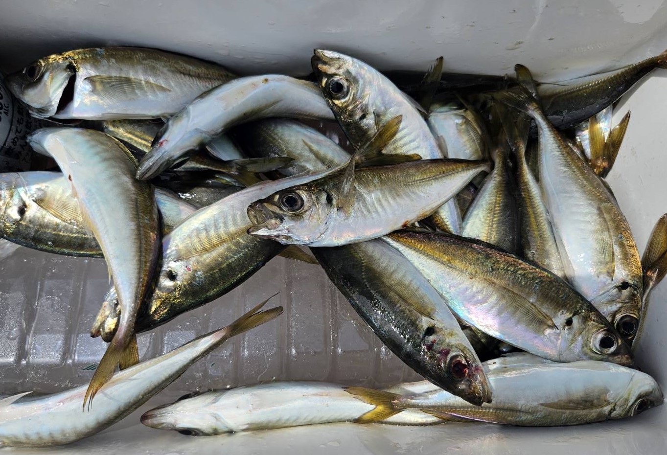 4月3週の釣果情報