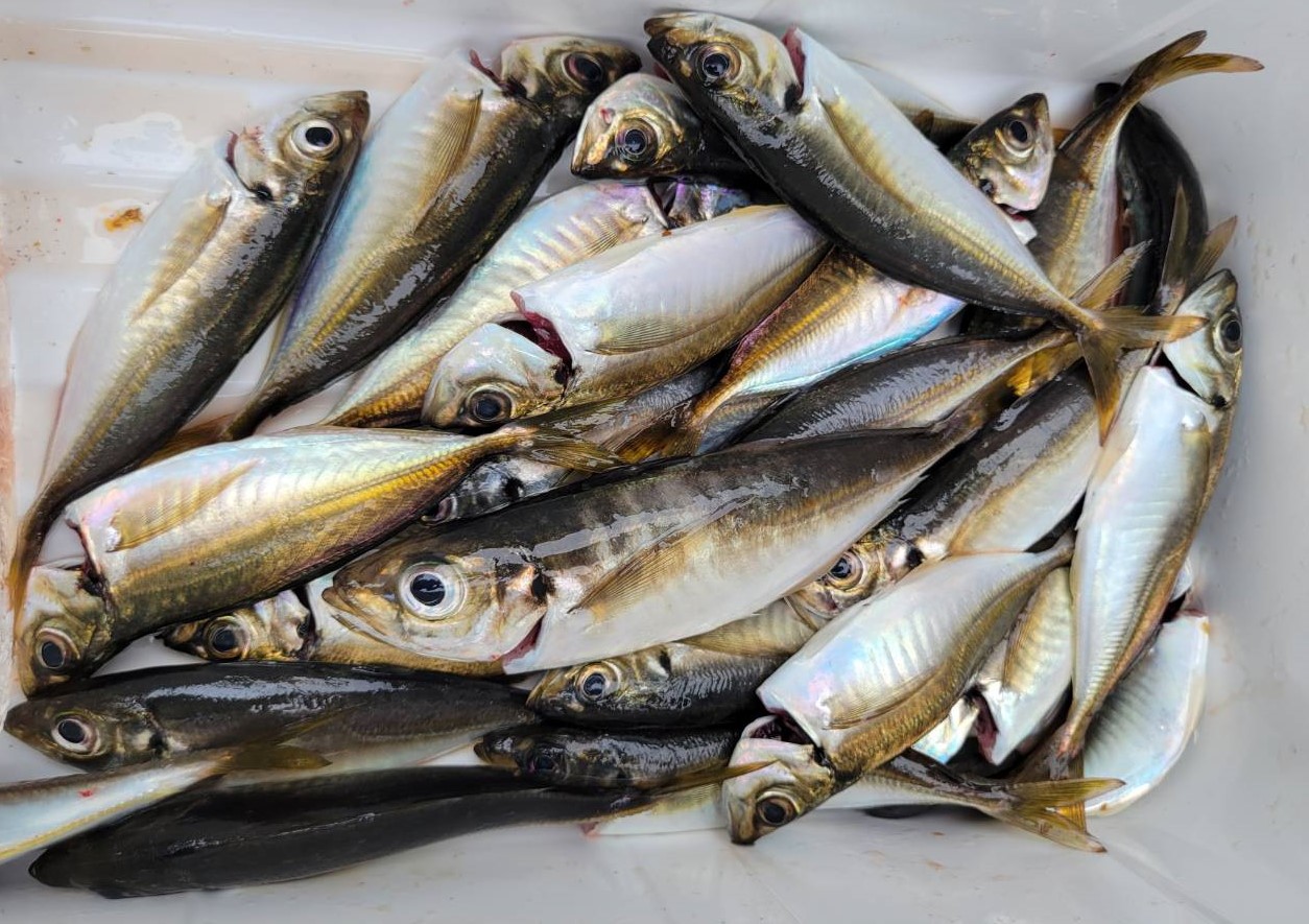 4月4週の釣果情報