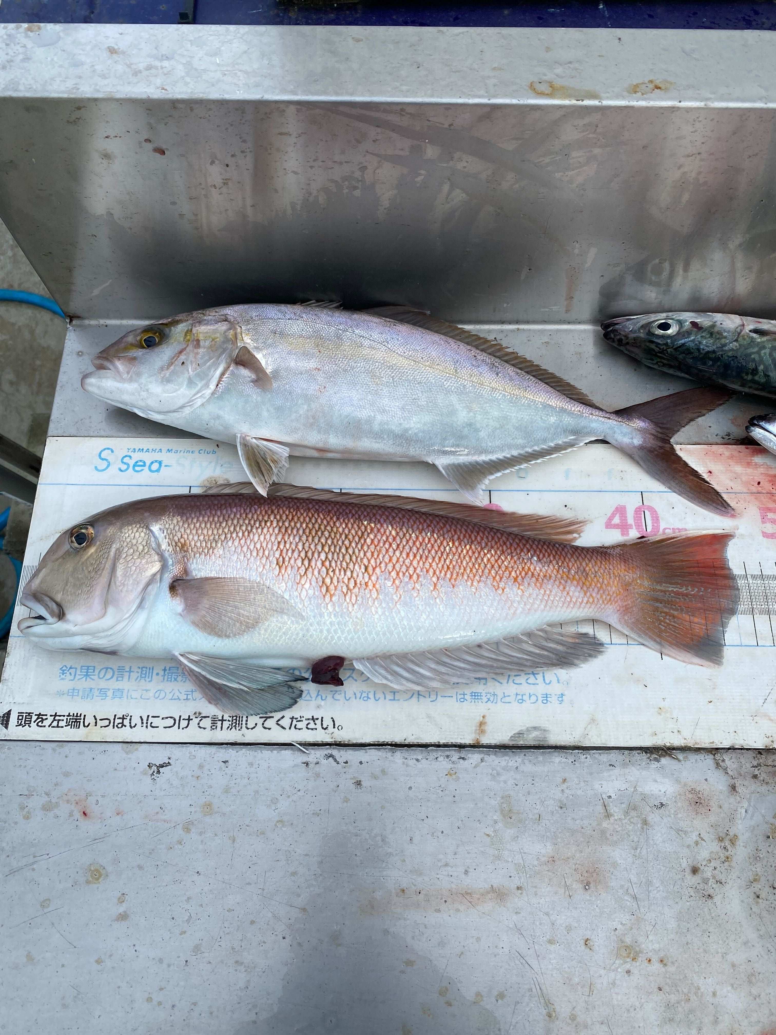 幻！？白甘鯛の釣果が増えています！