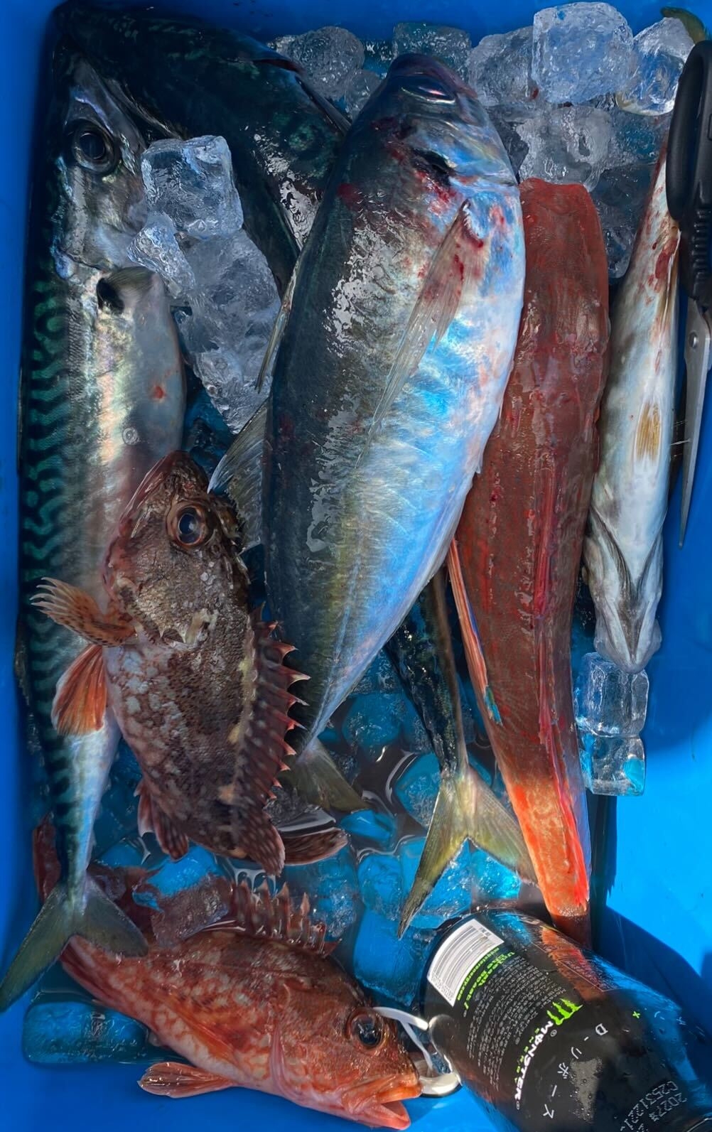 サビキで五目釣りが出来ます！