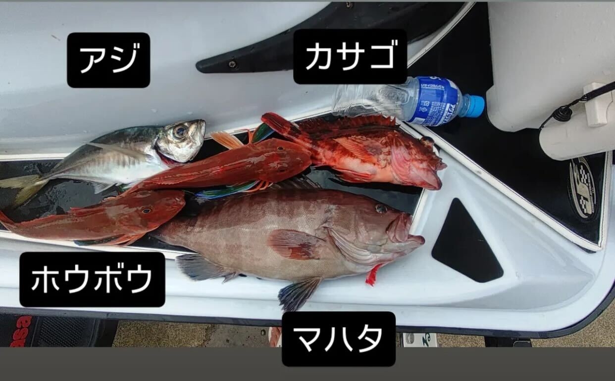 時化後、好調に釣れています！