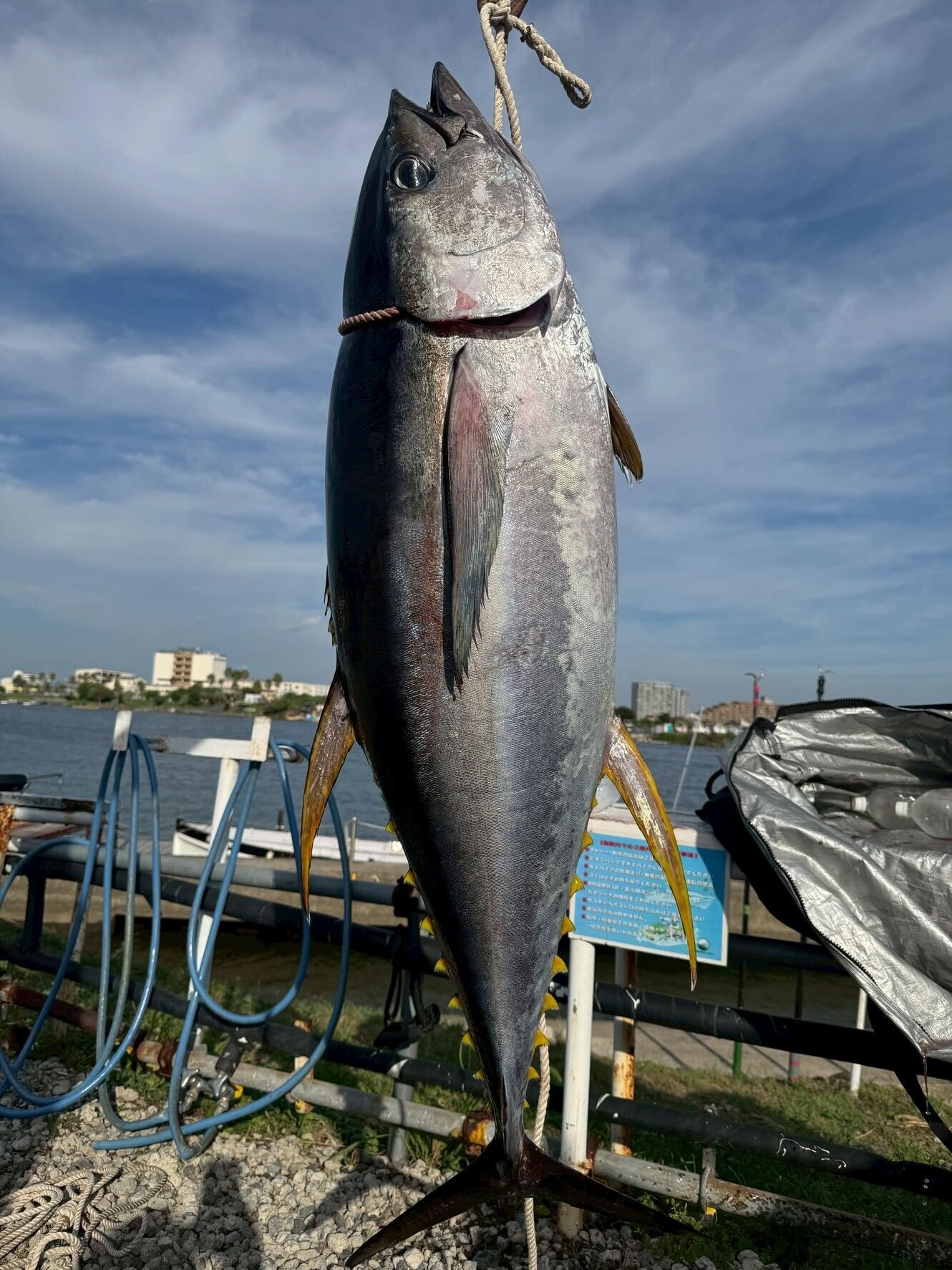 デカい！キハダマグロがマリーナ近くで釣れました！