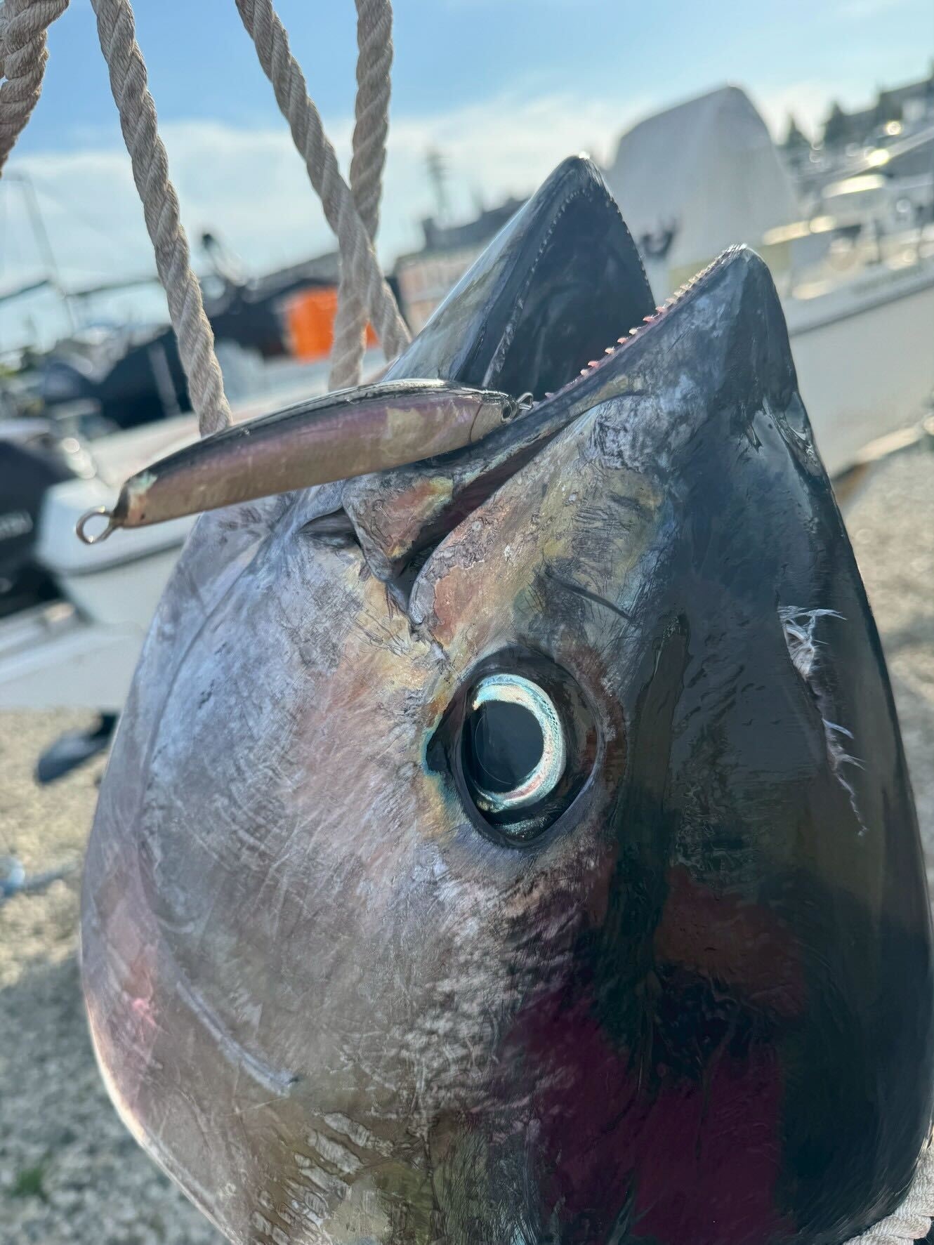 デカい！キハダマグロがマリーナ近くで釣れました！