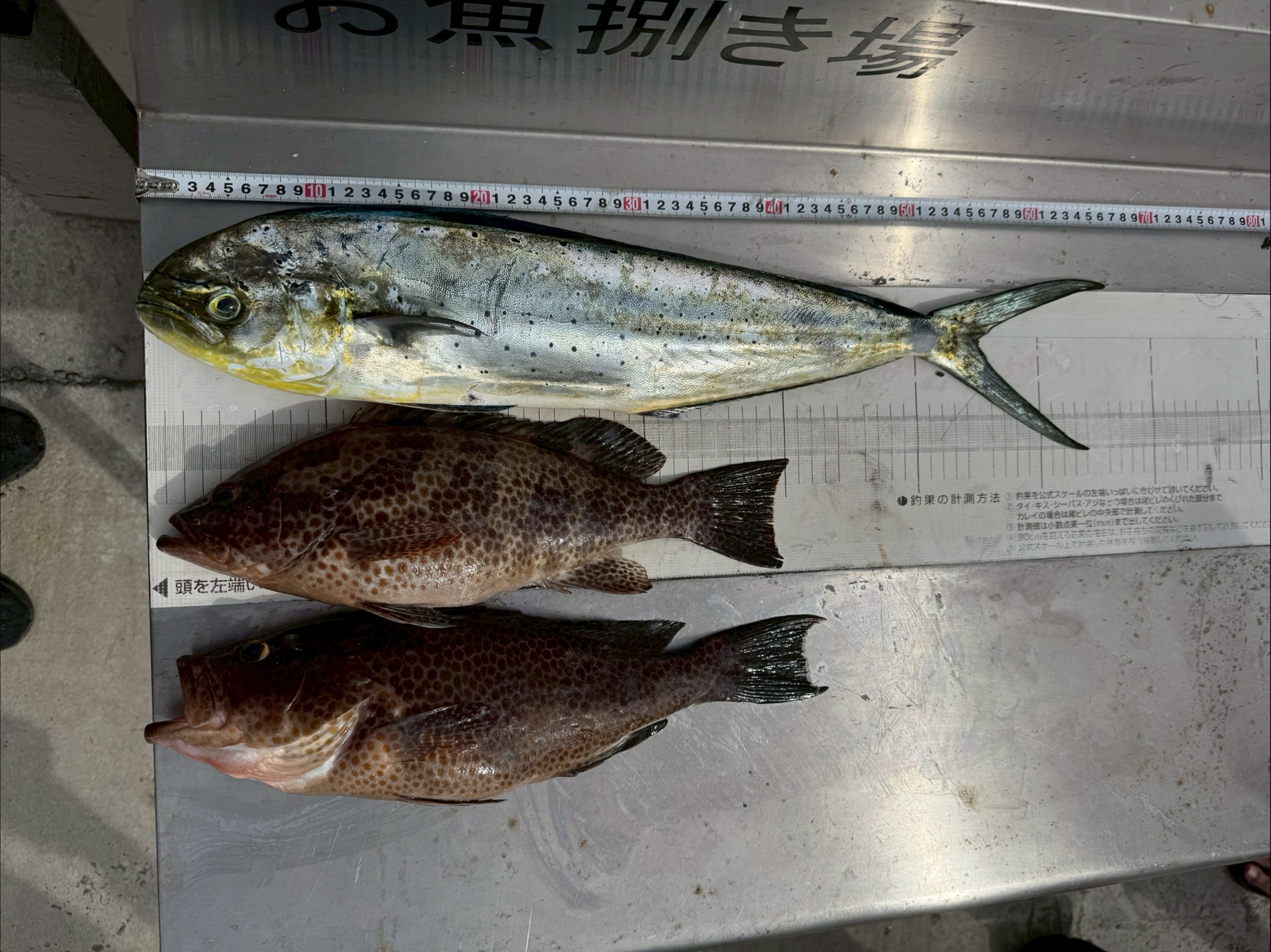 台風前、好調に釣れています！