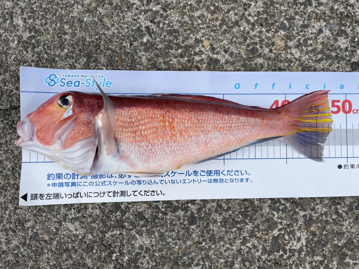 大物のアマダイが釣れました！