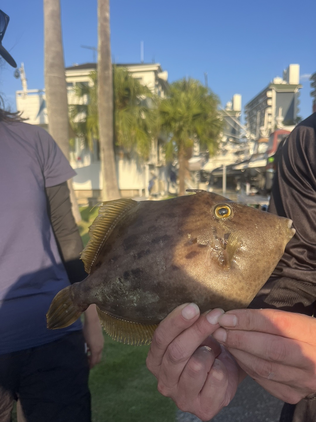 小網代湾沖でカワハギがたくさん釣れてます！！