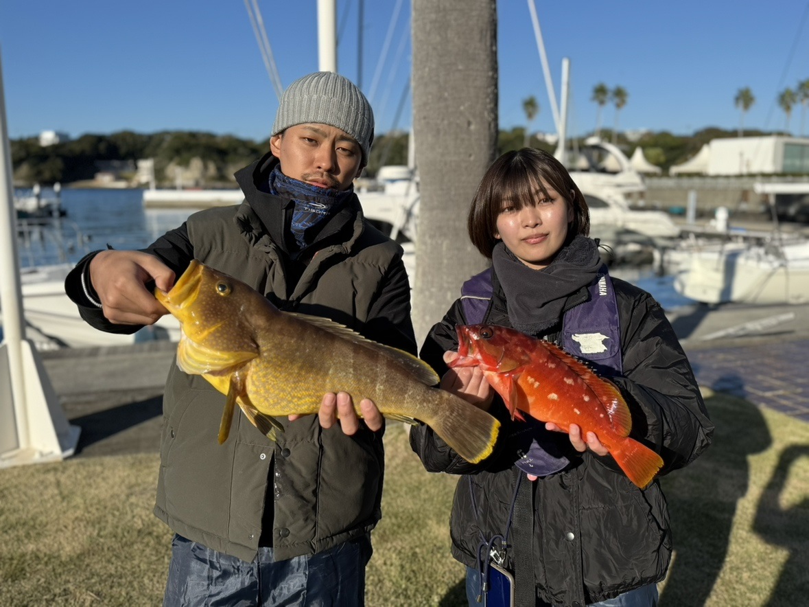 大きな卵持ちのアオハタが釣れました♪