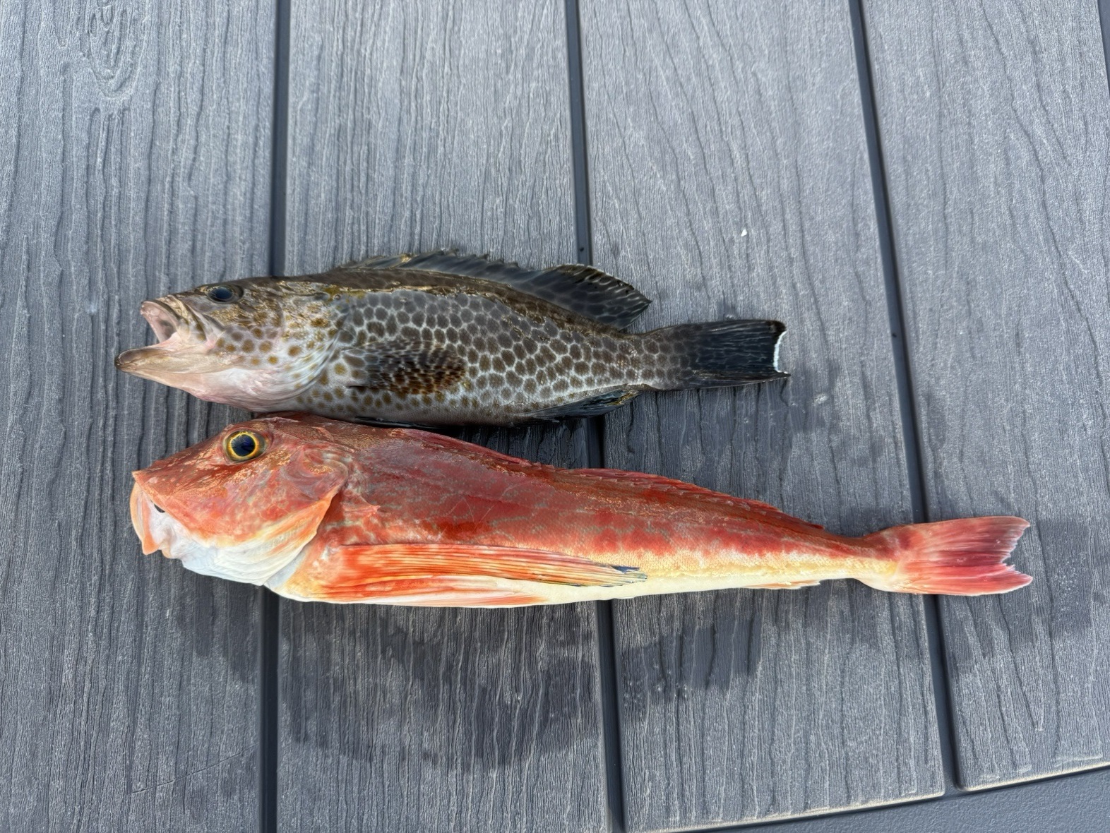 小網代湾沖でたくさんの魚種が釣れてきました！