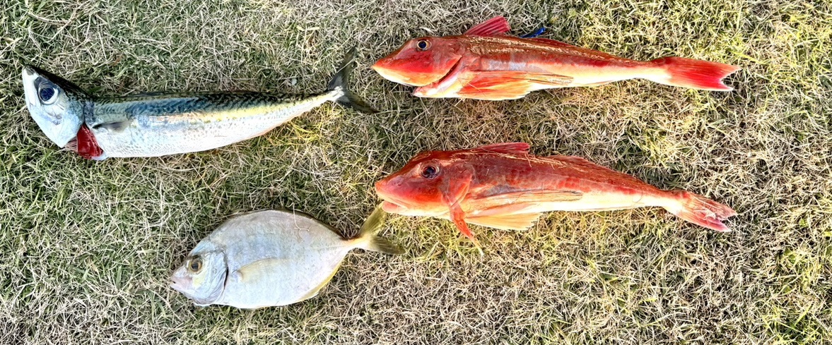 ホウボウ狙いの釣り人はシーボニアマリーナに！！