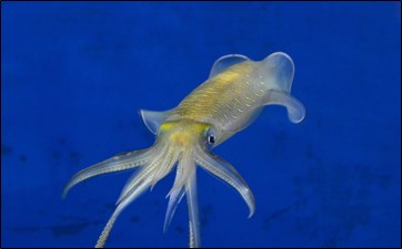 🎣シーボニア釣り教室第3弾「アオリイカ」募集枠残り僅か！🚢