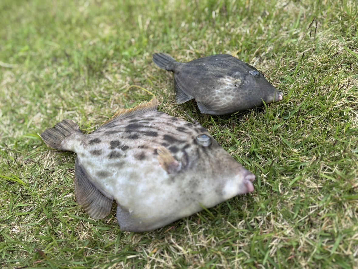 🎣大物のカワハギの釣果です！🐟
