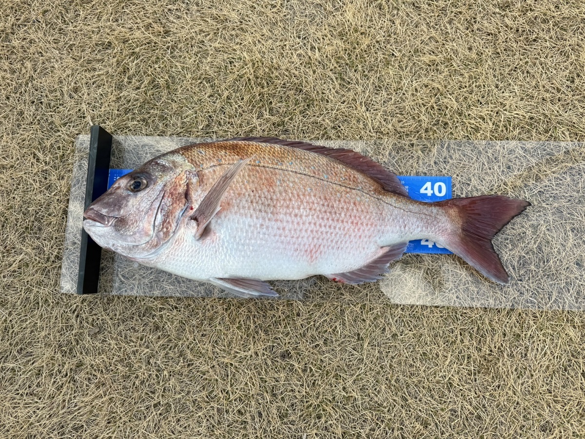 シーボニアマリーナ直近の釣果情報