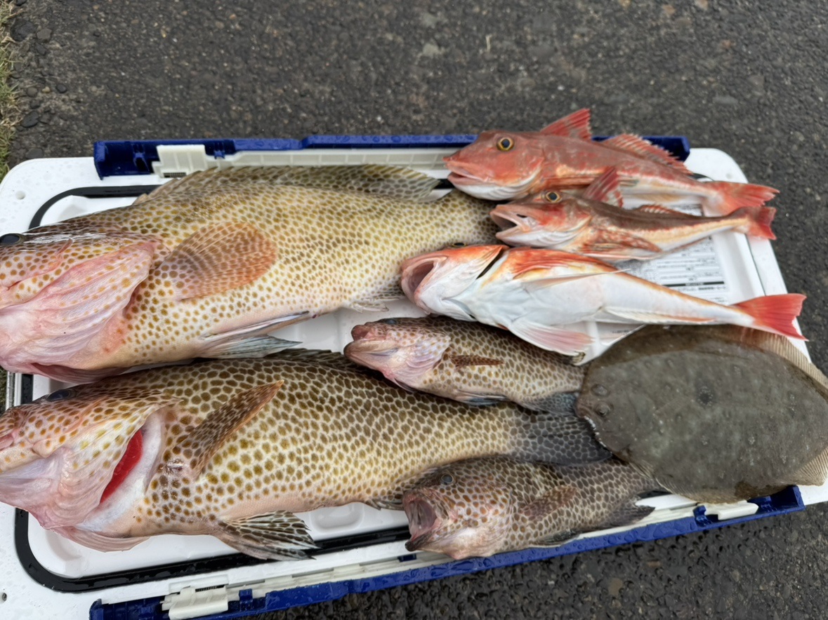 シーボニアマリーナ直近の釣果情報