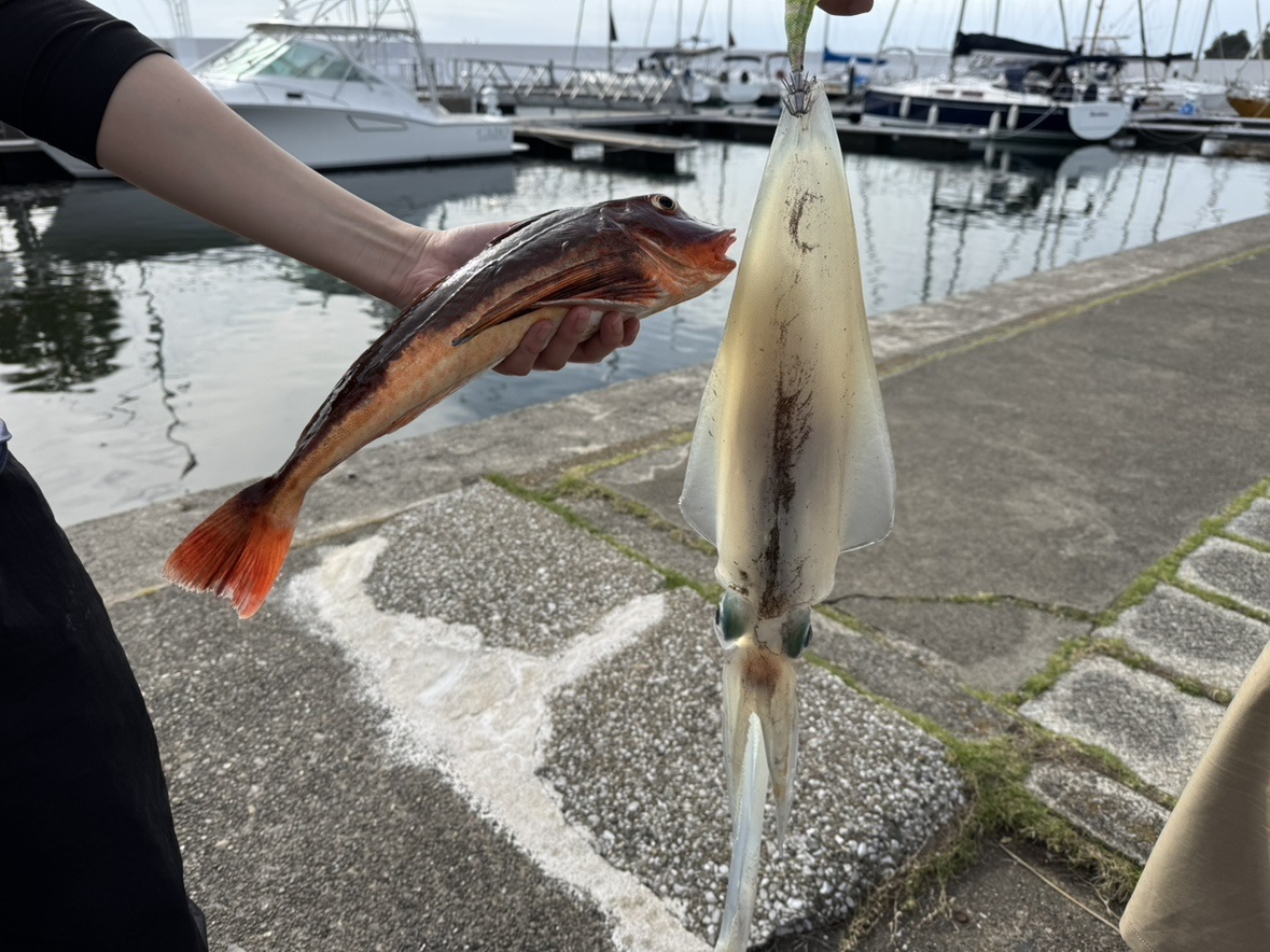 🦑🦑シーボニアマリーナ近辺でアオリイカの釣果が出ました！！🦑🦑