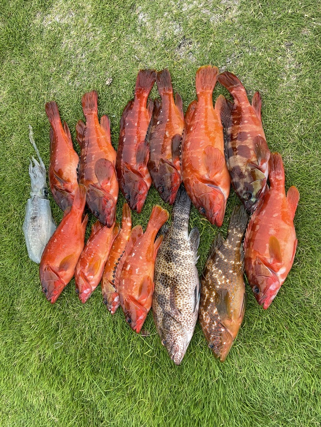🐟ハタ全種類コンプリート！！