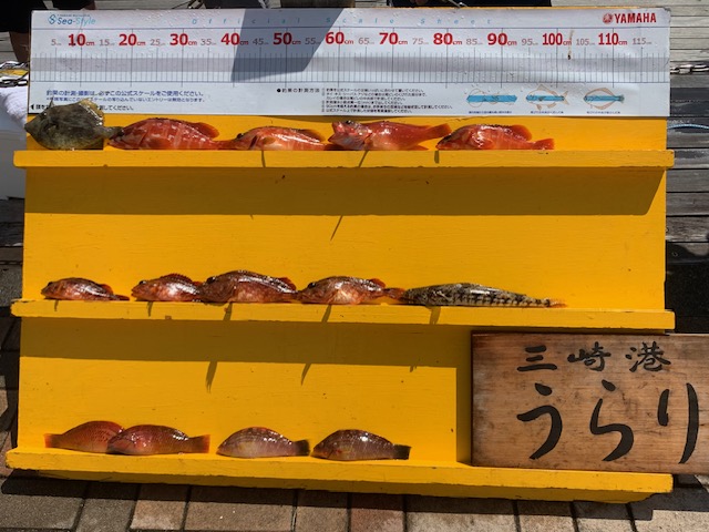 本日の釣果🐟（9/7）