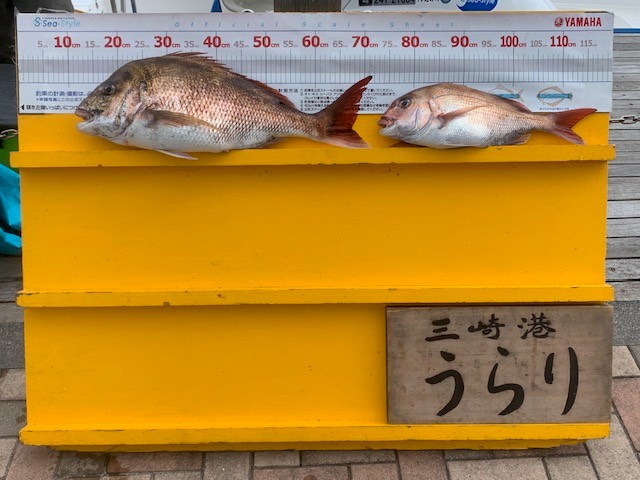 4.7本日の釣果