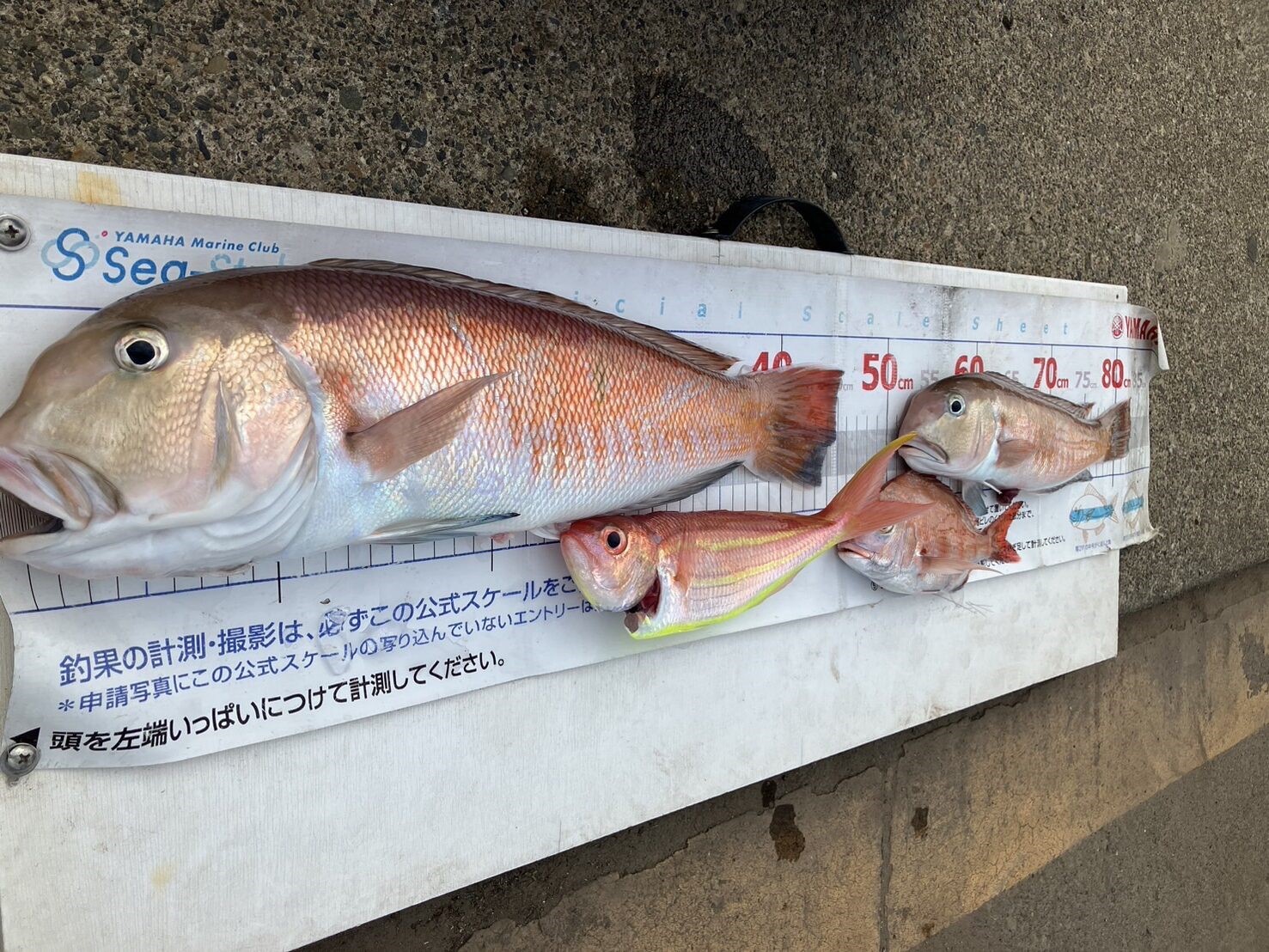 9月赤白アマダイ🐟