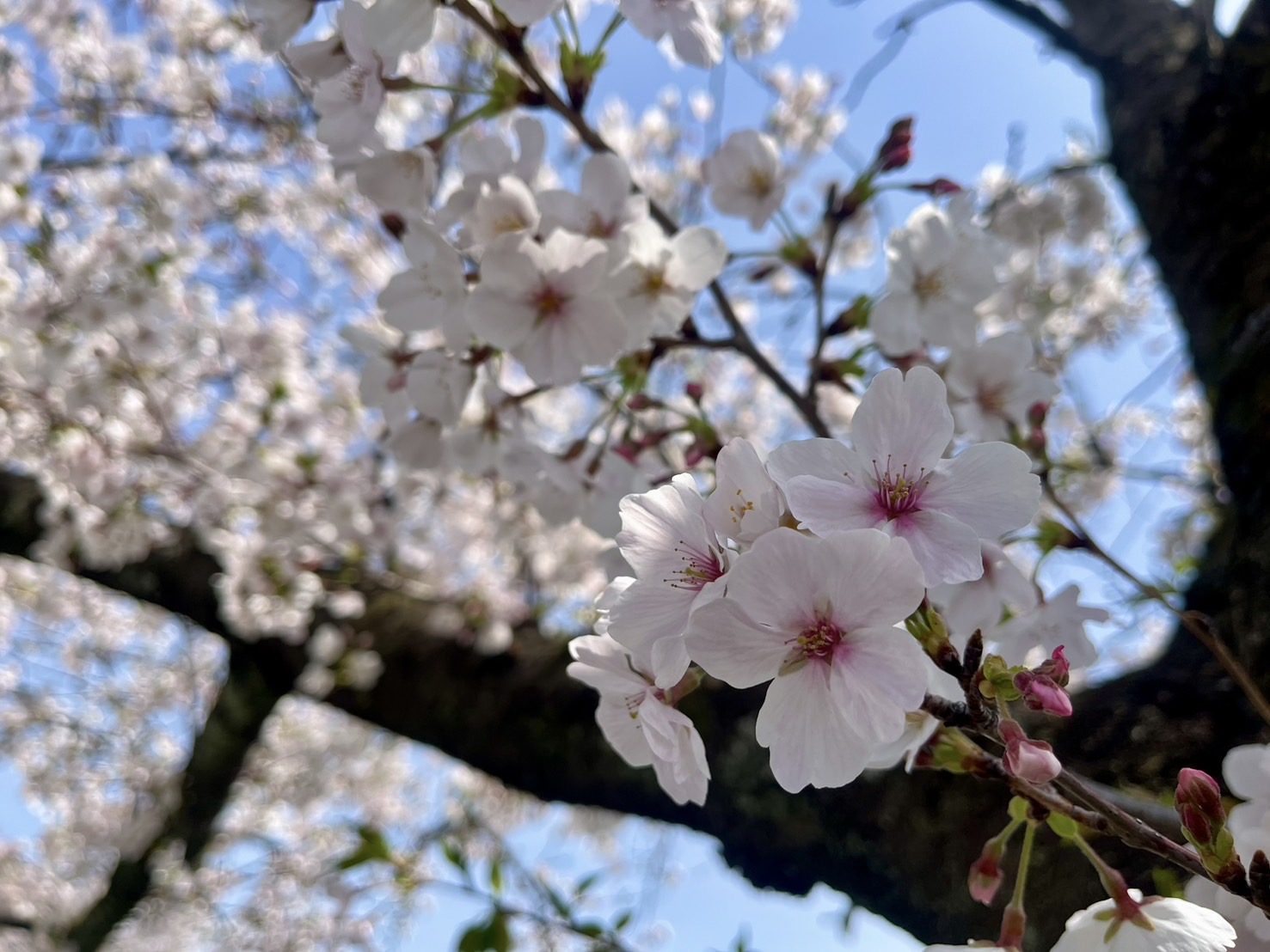 🌸只今満開！お花見クルーズ🌸