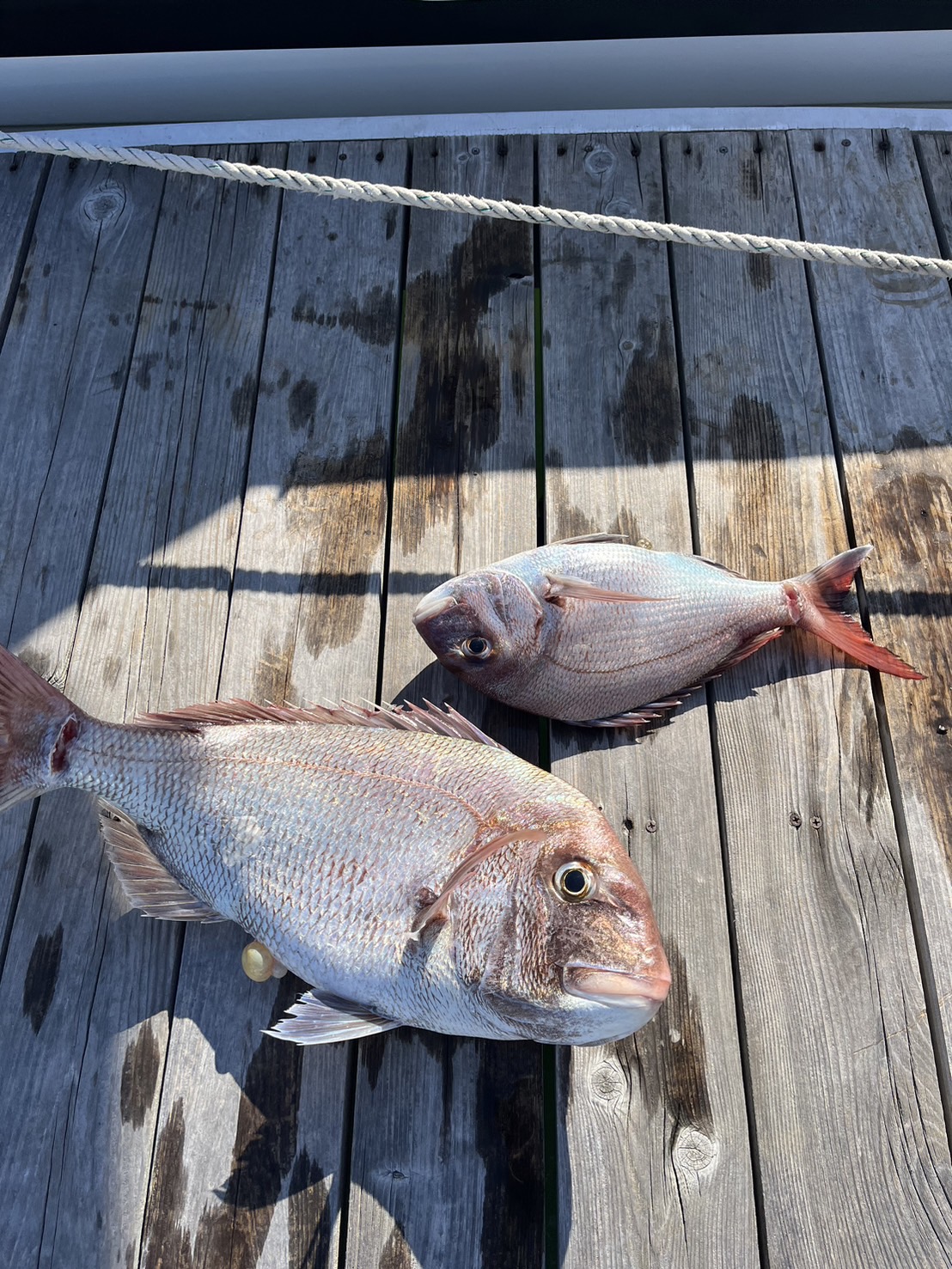 🎣✨ レンタル会員様釣果情報！おめでタイ！ ✨🎣