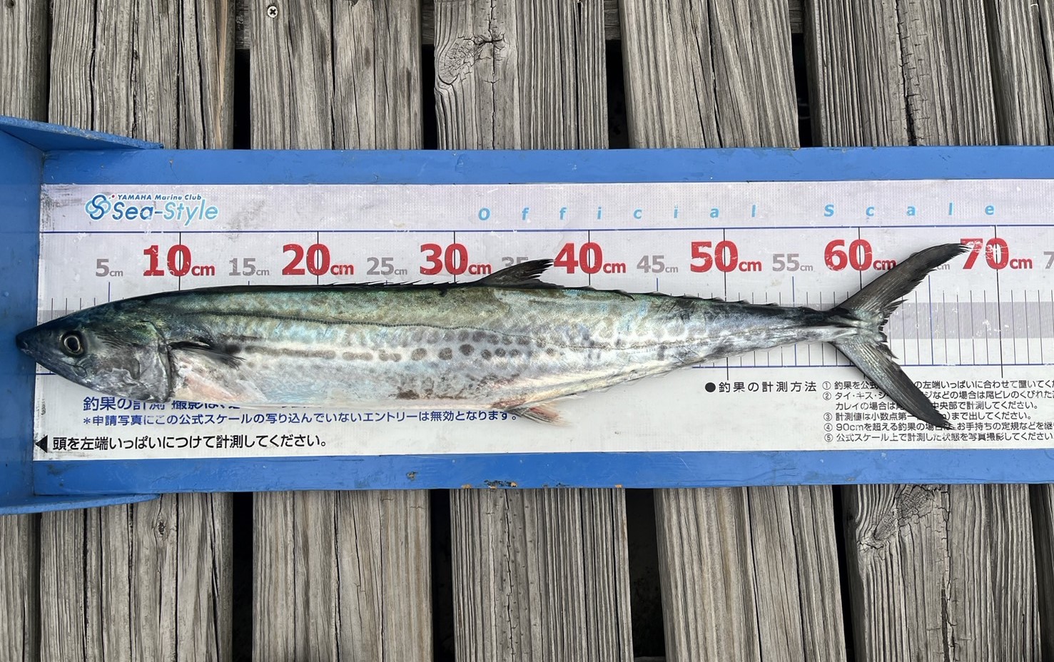 釣果情報！！