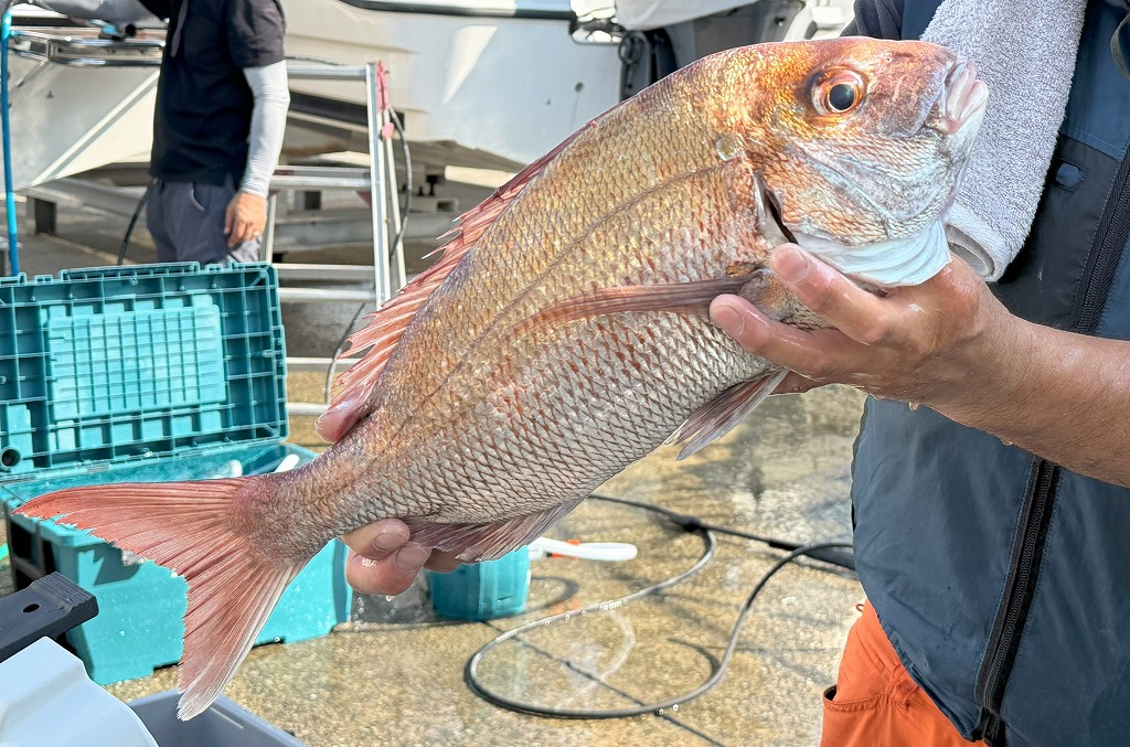 釣果情報！！🎣