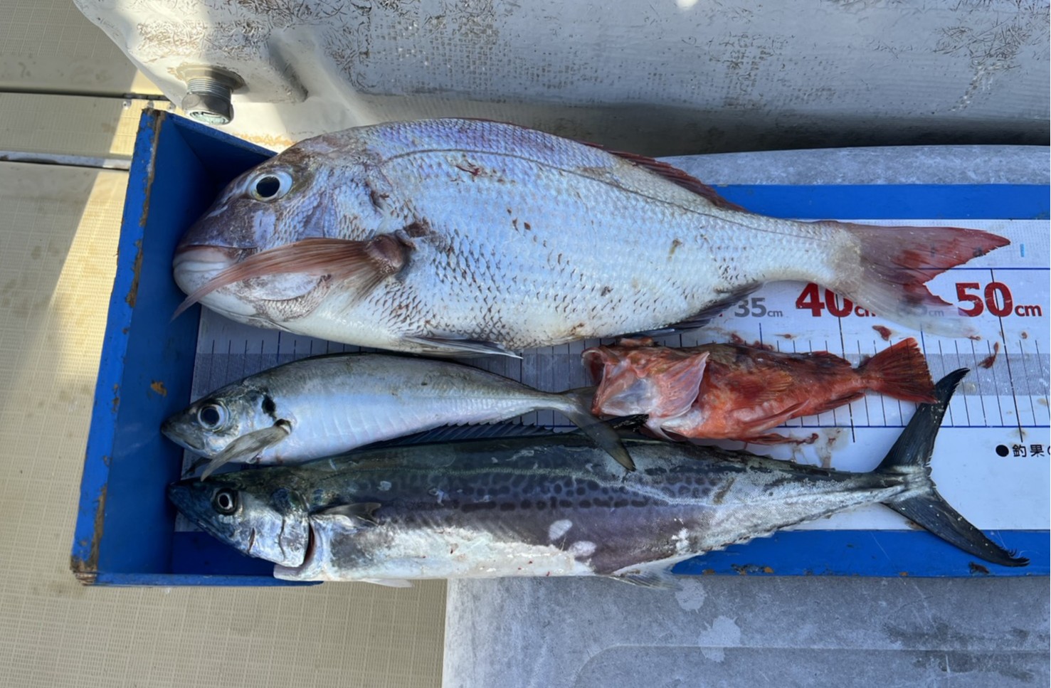 釣果情報！！🎣