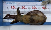 釣果情報！！🎣