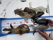 釣果情報！！🎣