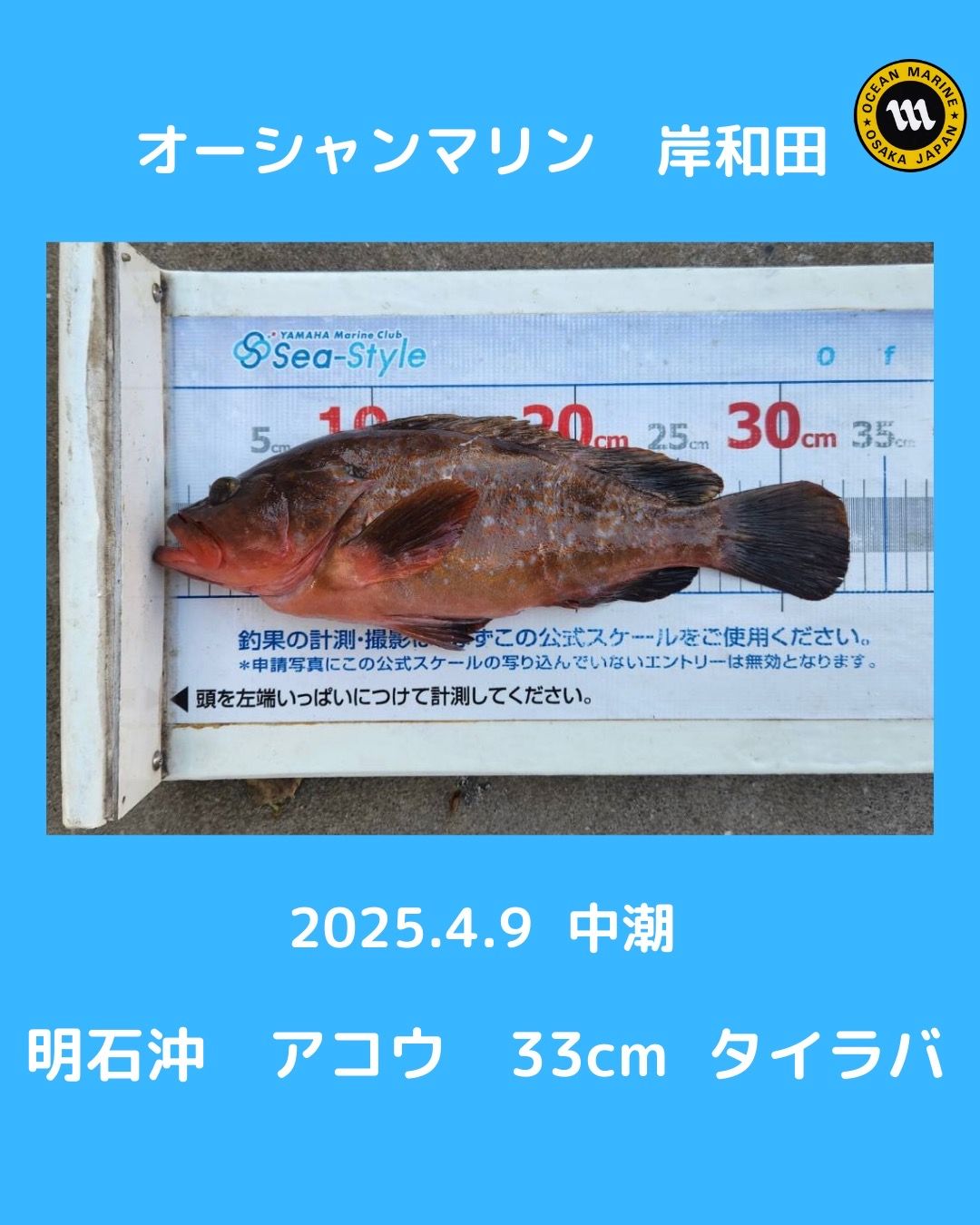 釣果情報🎣
