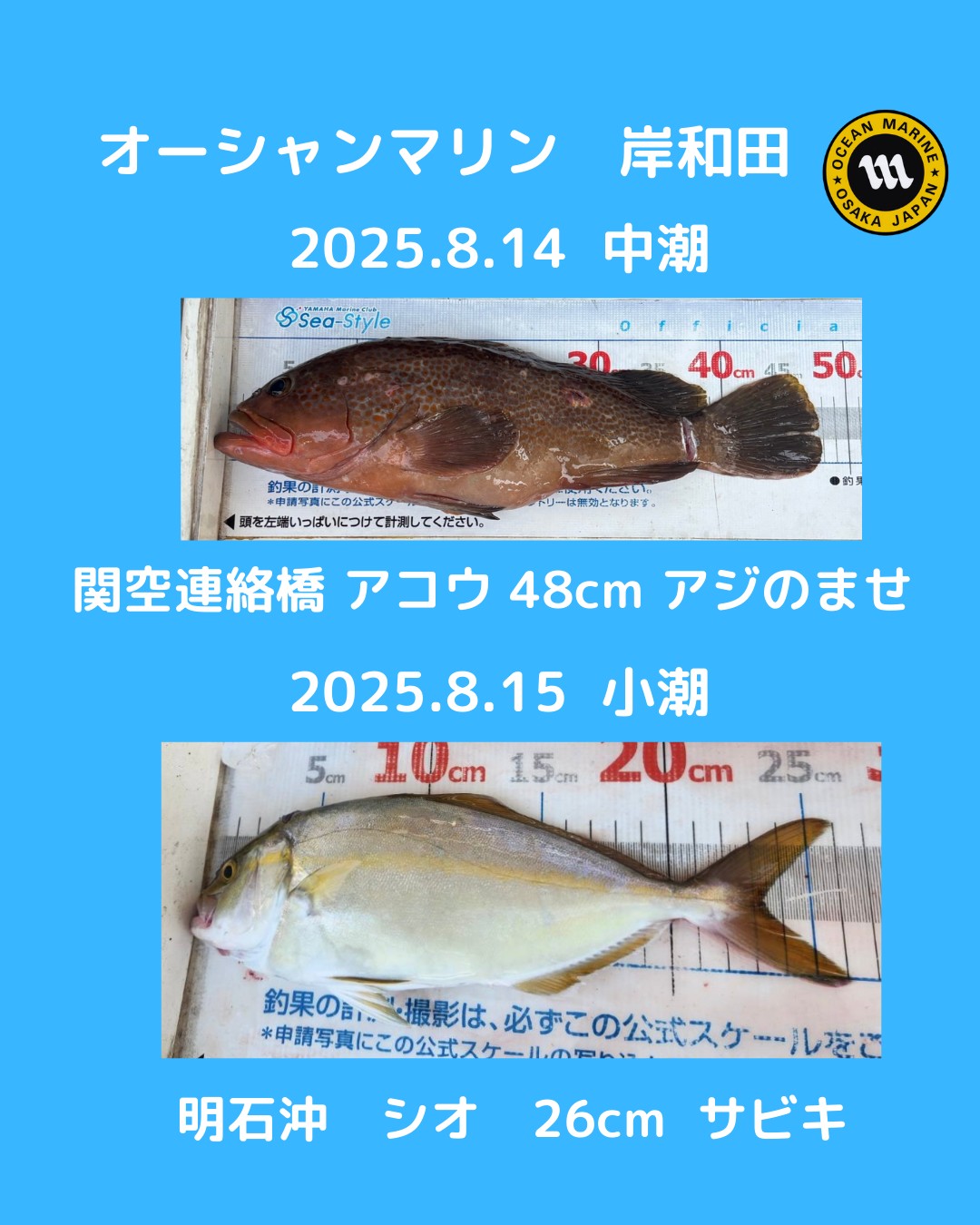 釣果情報🎣