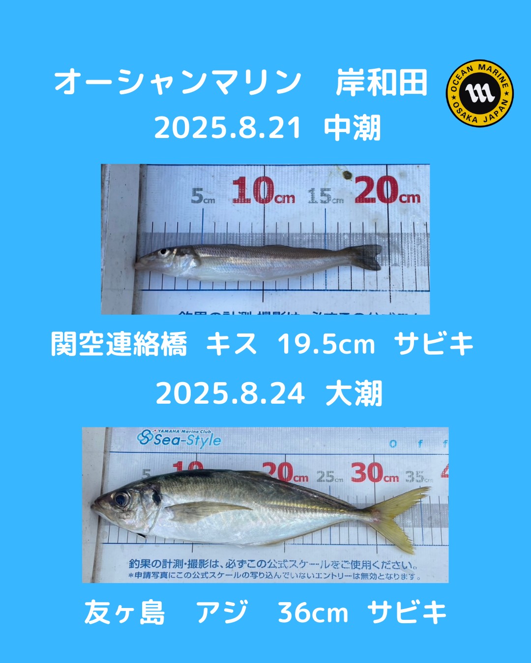 釣果情報🎣