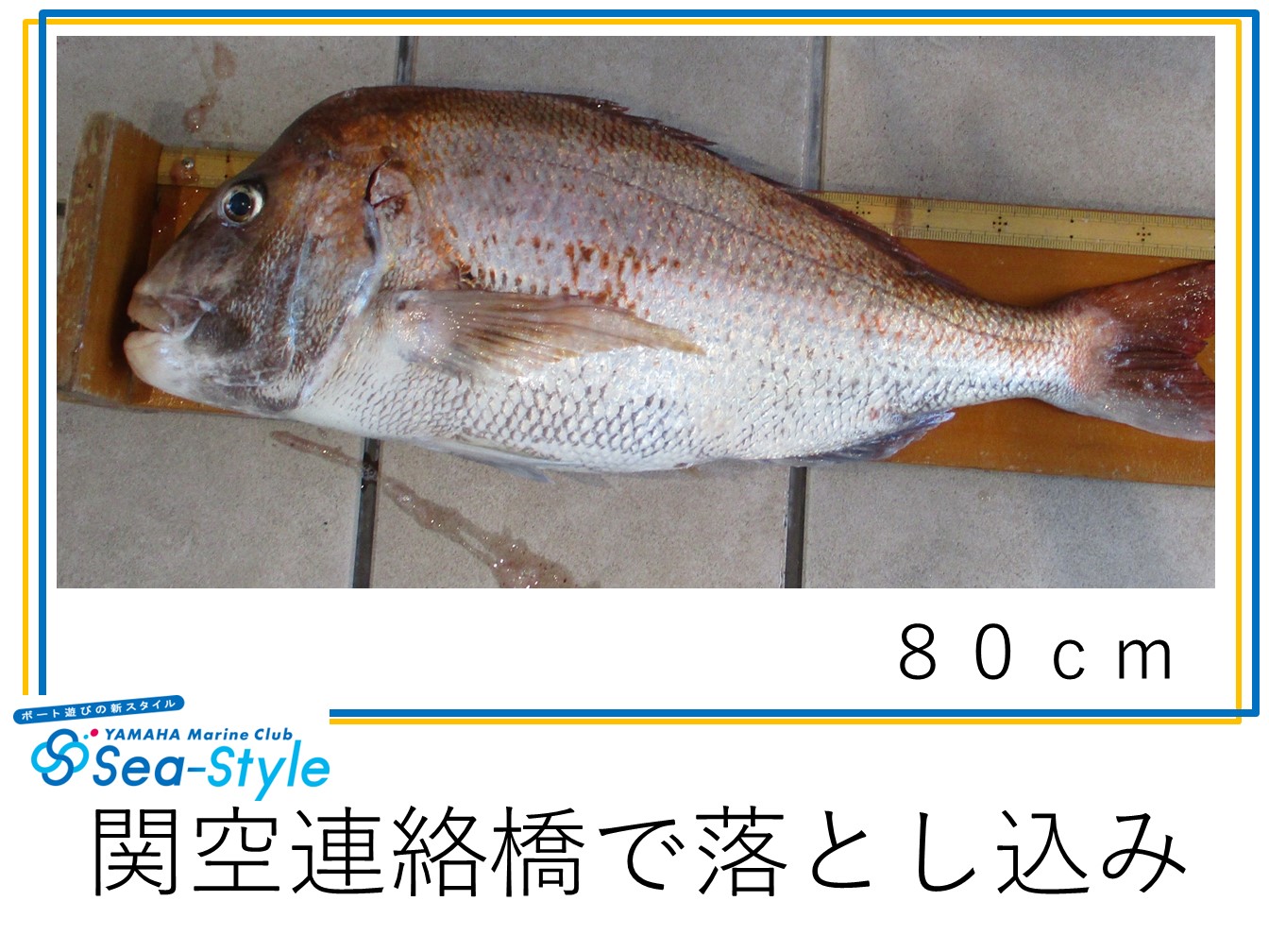 🌺関空連絡橋で釣れてます！🌺