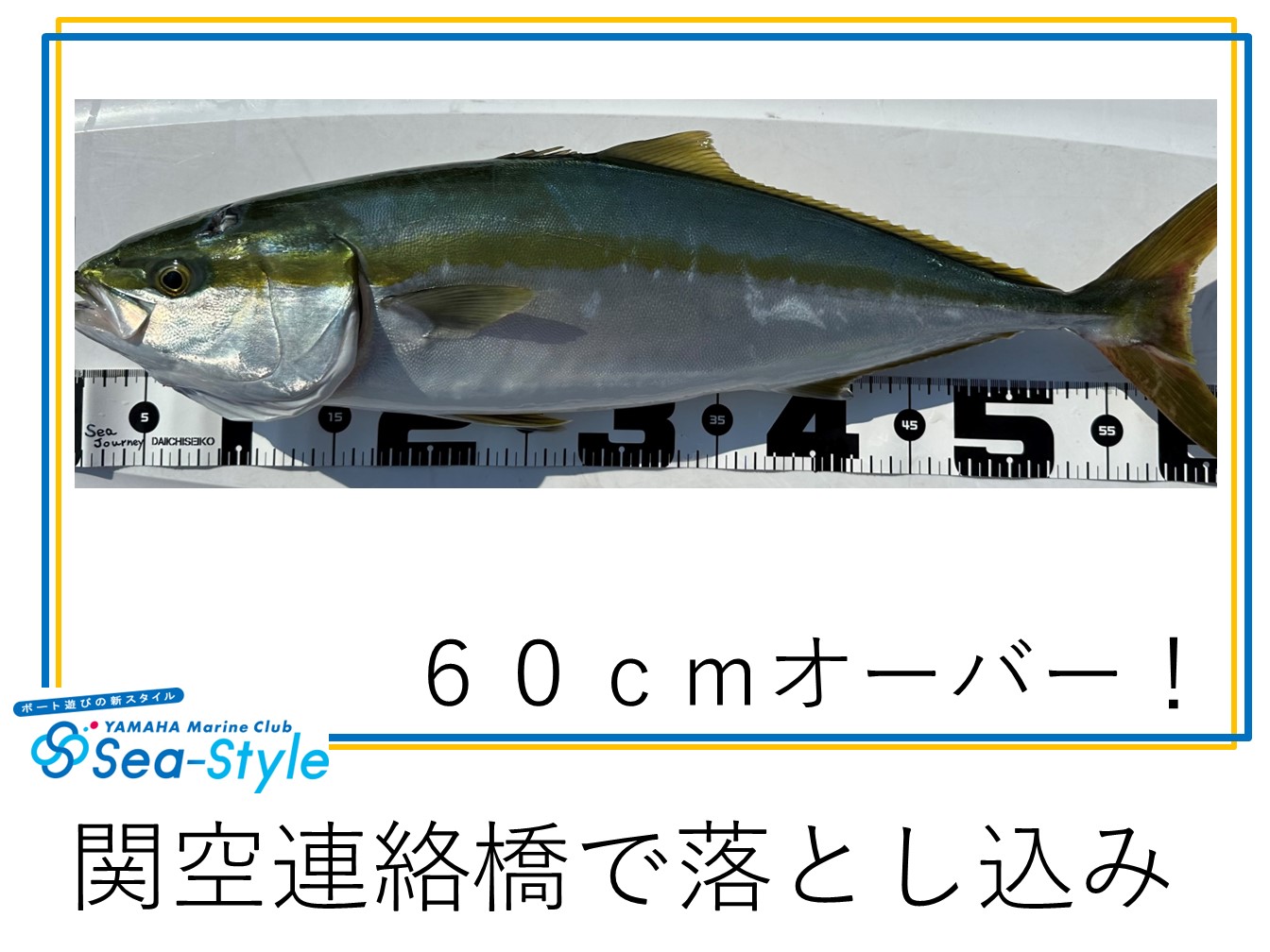 🌺関空連絡橋で釣れてます！🌺