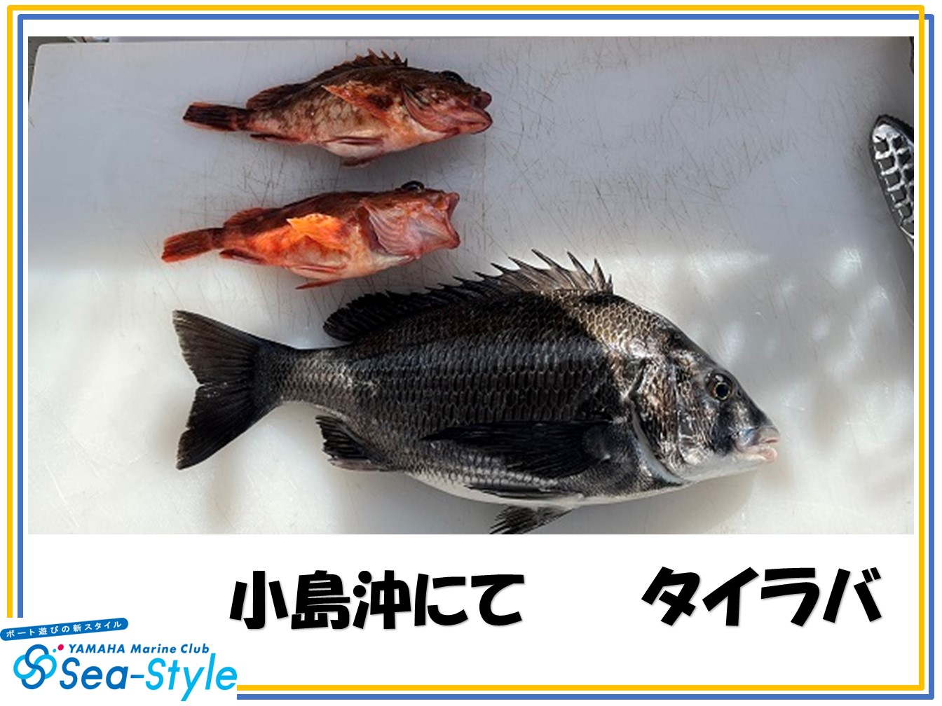 🌺釣果情報🌺
