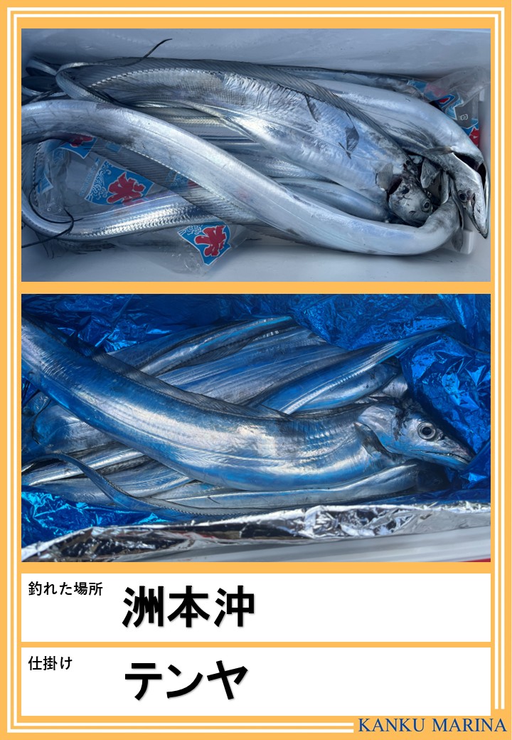 🌺🌺釣果情報🌺🌺