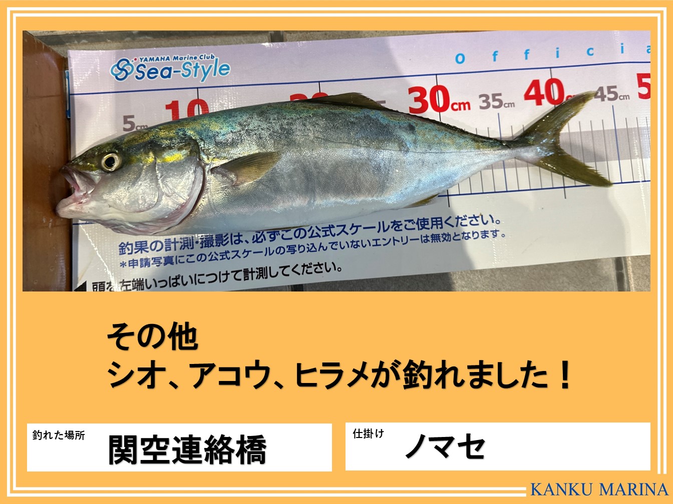 🌺🌺釣果情報🌺🌺