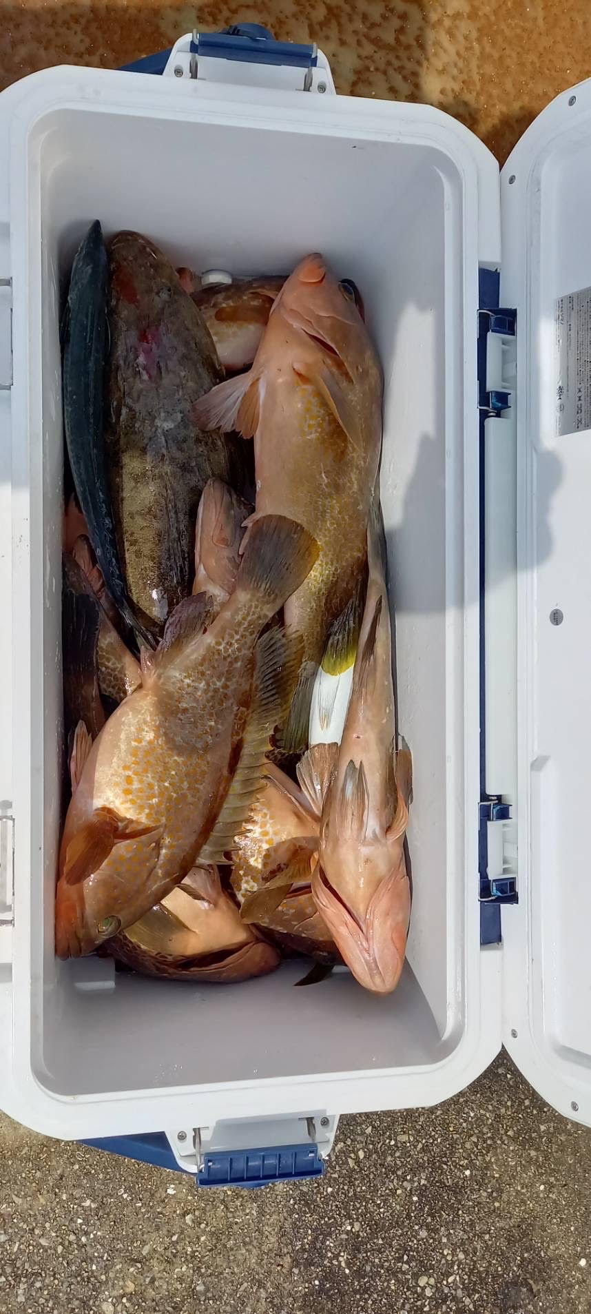 🐡🐡🐡小豆島で爆釣り🐡🐡🐡
