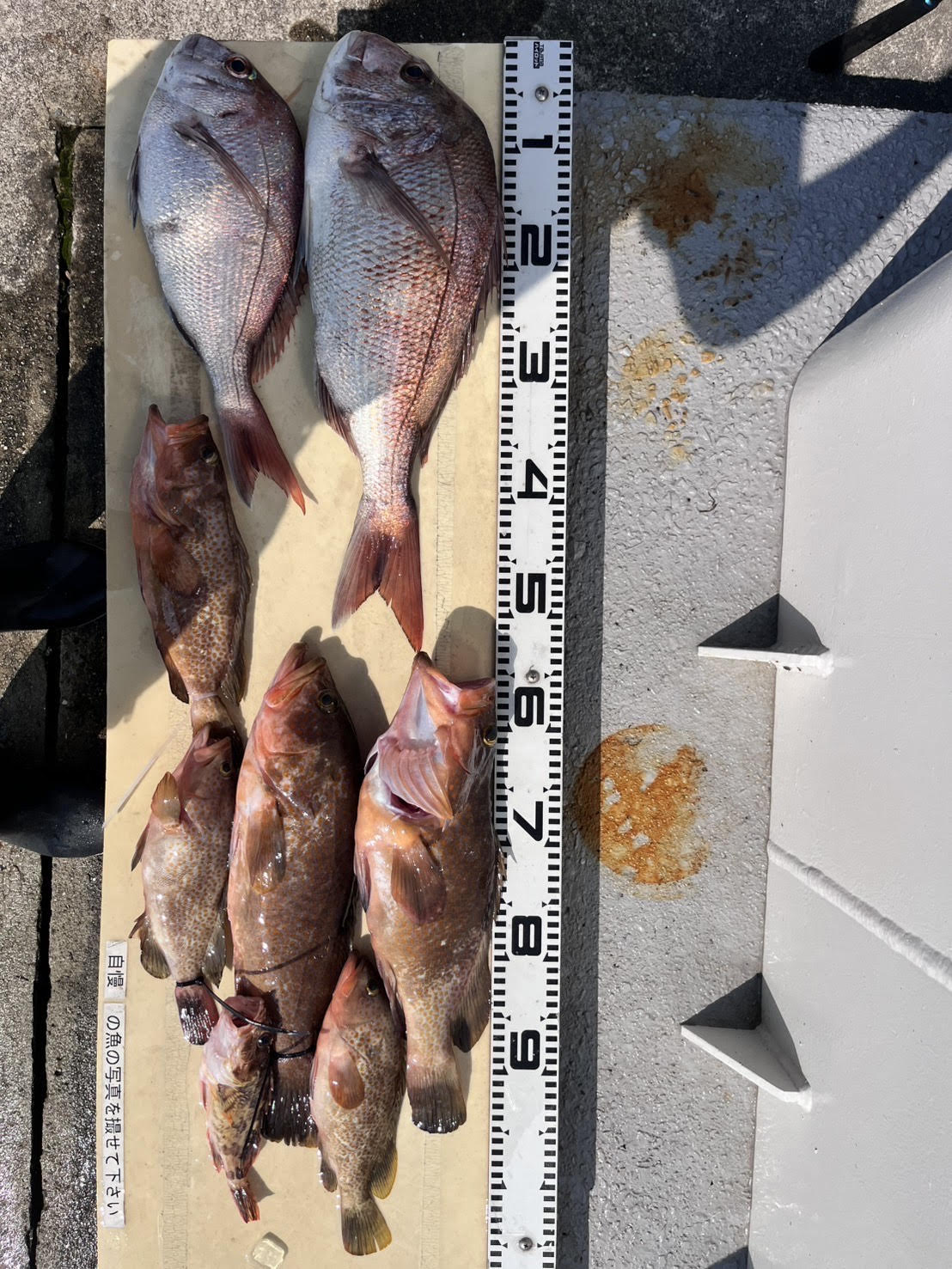 🐡🐡🐡小豆島で爆釣り🐡🐡🐡