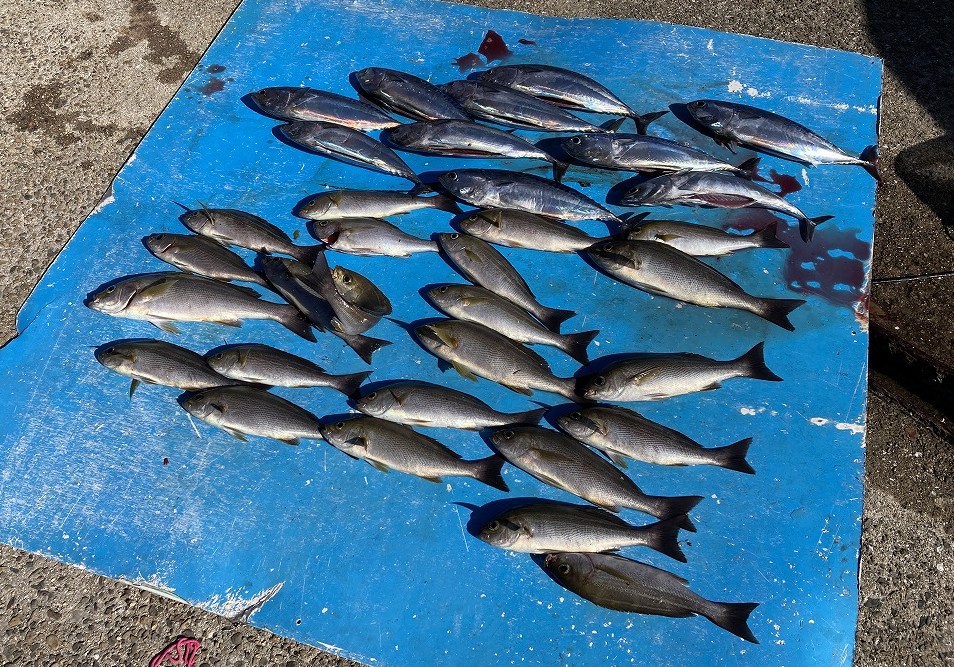 釣果情報の更新