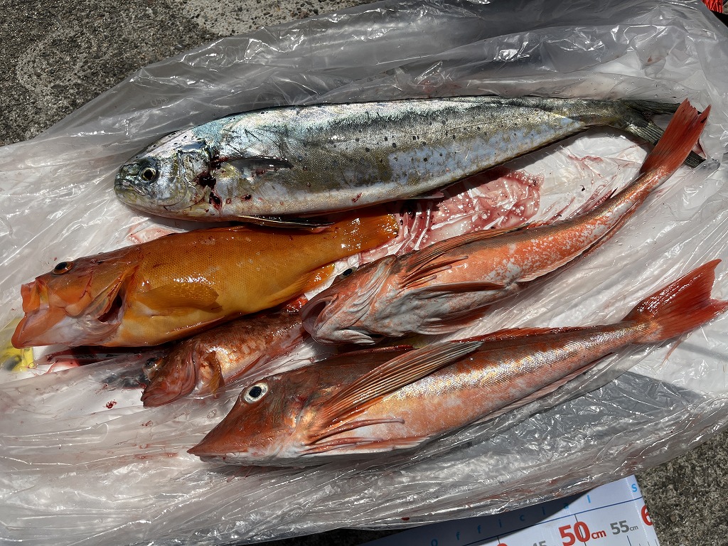 釣果情報の更新