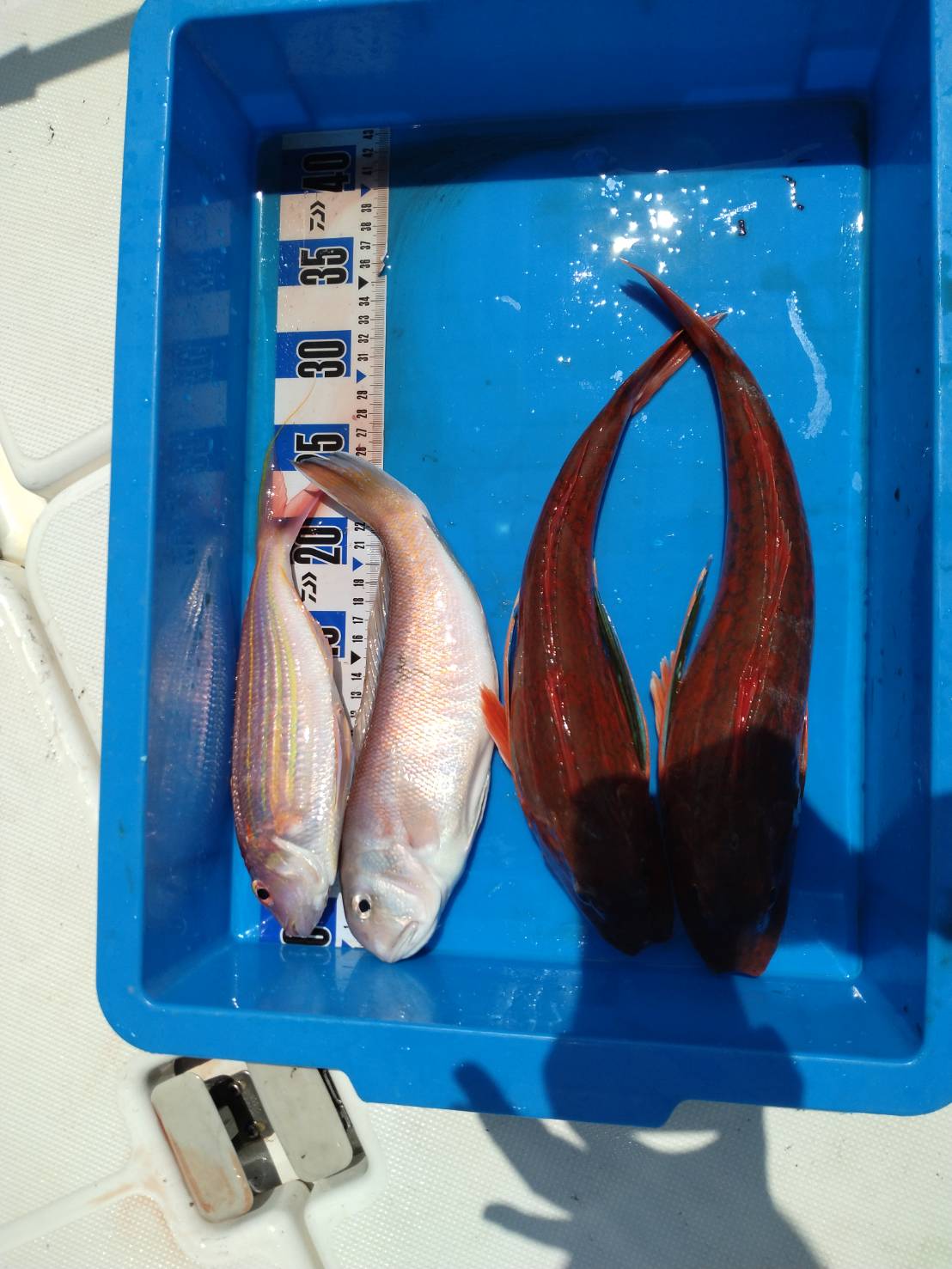 釣果情報の更新