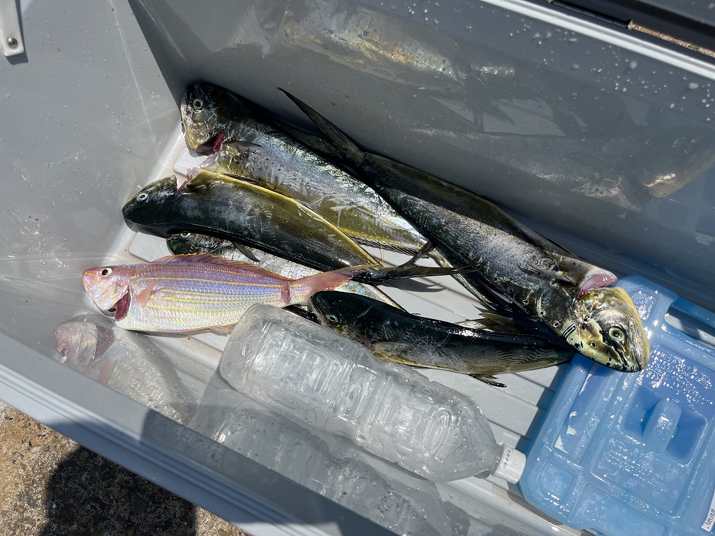 釣果情報の更新