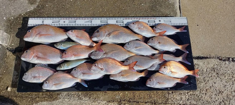 小豆島でサビキ釣り